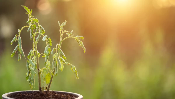 Why Some Churches Grow And Others Decline